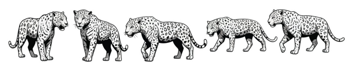 cheetah animal walking and standing poses detailed black and © Micksm