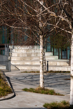 Modern urban courtyard plaza with tree steps and architecture creating shadow patterns in landscape design that reflects sustainability and calm space