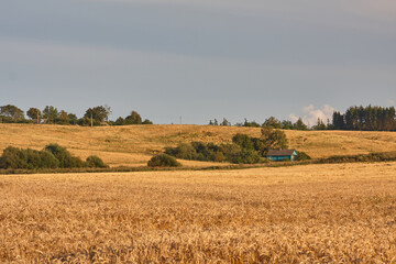 Fototapeta premium Golden wheat field with rural house and hills