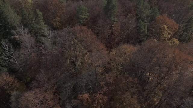 Ungraded long take aerial crane down from forest top to ground level in autumn flat log profile