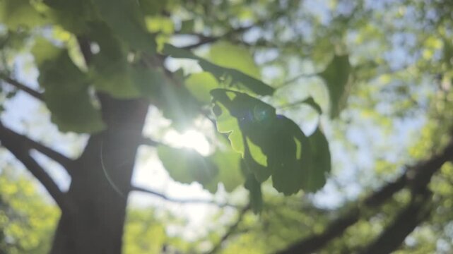 Close-up of the green leaves of the Maidenhair Tree, Ginkgo biloba swaying in the spring breeze, sunlight filtering through the foliage, backlit from sun with sunglare on the lens