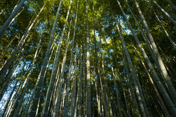 Tall bamboo trunks rise closely together in Arashiyama Bamboo Forest, Kyoto, with golden sunlight filtering through the dense green canopy and casting soft shadows below.