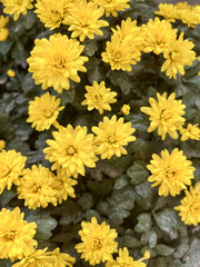 Beautiful yellow chrysanthemum flowers blooming in the garden. Autumn floral background with bright yellow petals and green leaves. Set of nature and flower backgrounds.