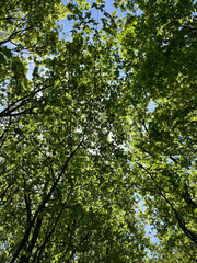 View looking up at green tree branches with lush leaves against a clear blue sky. Fresh spring forest canopy background. Set of nature and forest backgrounds.