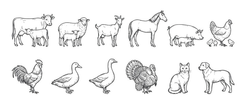 Collection of hand-drawn farm animal illustrations featuring a cow, sheep, goat, horse, pig, chicken, rooster, duck, goose, turkey, cat, and dog in a vintage line art style
