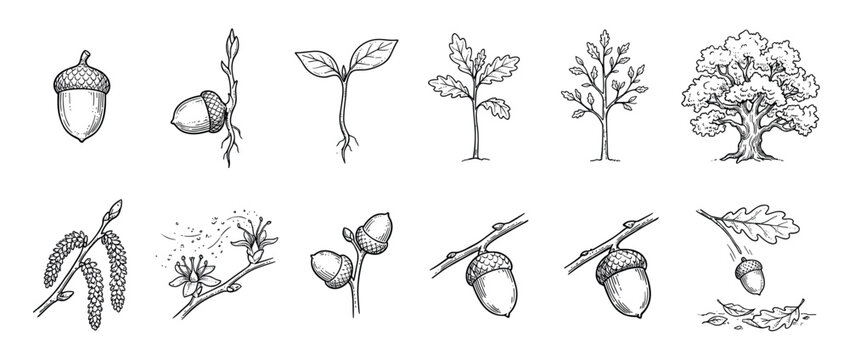 Oak tree life cycle illustration set shows the complete growth stages from a single acorn to a mature plant with leaves, flowers, and branches in a hand-drawn vintage sketch style