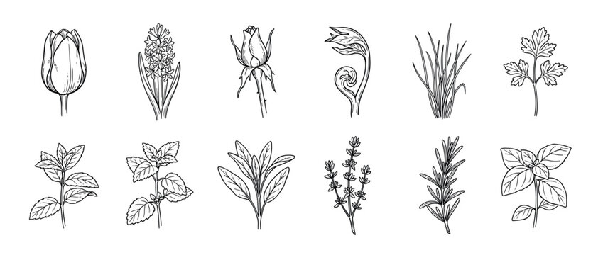 Hand drawn collection of various flowers and herbs including tulip, rose, mint, basil, and rosemary in a black and white line art sketch style for botanical and culinary concepts