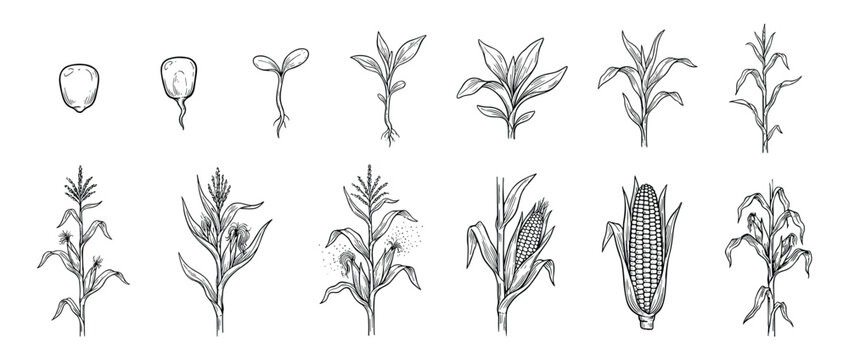 Corn plant life cycle illustration set showing maize growth stages from seed germination and sprouting to a mature stalk with a cob in a detailed botanical hand-drawn style
