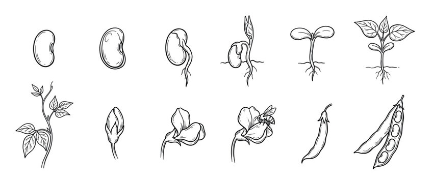 Bean plant life cycle illustration set showing growth stages from seed germination and sprouting to flowering, pollination, and mature pod formation in a hand-drawn botanical sketch style