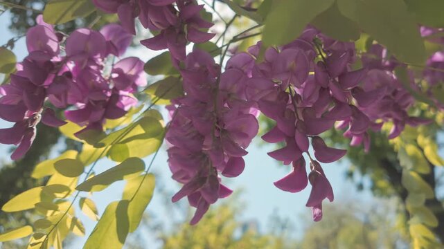 Close-up of flowers of Rose Acacia or Bristly locust, Robinia hispida swaying in the wind, sunrays shining through inflorescences, backlit