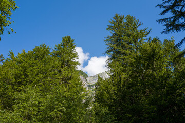 Fototapeta premium Dense green coniferous trees frame a distant rocky mountain summit beneath a vivid blue sky at Cirque du Fer-a-Cheval. Bright sunlight and a single white cloud add to the fresh, vibrant summer