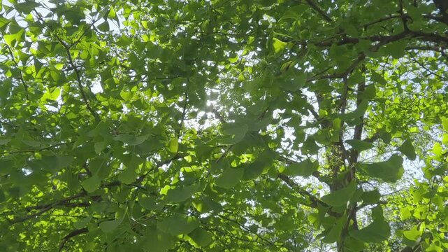 Camera pans back through the dense foliage of the Maidenhair Tree, Ginkgo biloba on a sunny day, backlit