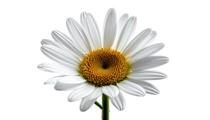 Naklejka premium A close-up view of a vibrant daisy flower with white petals and a yellow center, isolated