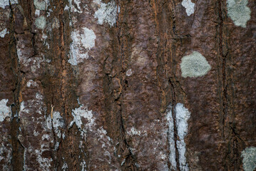 Fototapeta premium The texture of tree bark with natural cracks, vertical patterns, and patches of moss growing on its surface.