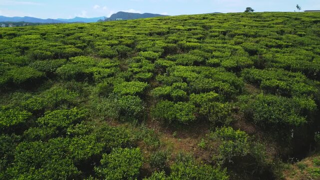 Drone Flight Over Ceylon Tea Fields Toward Nuwara Eliya Townscape