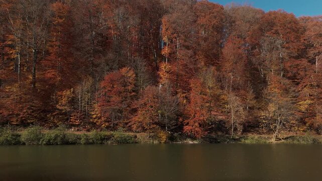 Aerial low angle truck shot over lake revealing windy autumn beech forest and riverside path