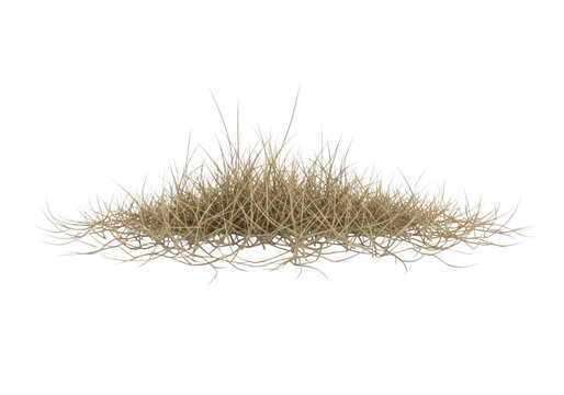 A bunch of dry dead grass isolated on transparent background for design