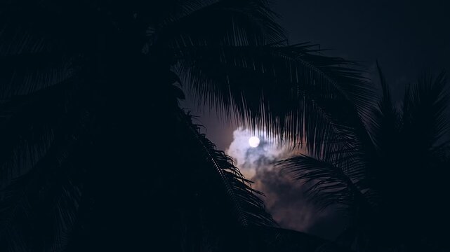 Bright moon framed by palm leaves and drifting cloud at night forming Moonlight Tropic and dreamy calm