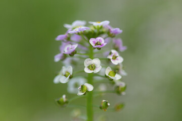 Flower. Shepherd's purse