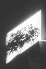 Dramatic grayscale shot of a plant's shadow cast across an opening in a dark room
