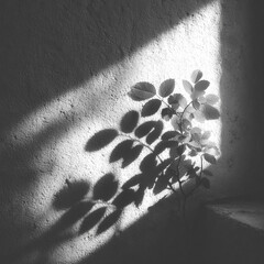 High-contrast monochrome shot of foliage casting shadow against a textured wall