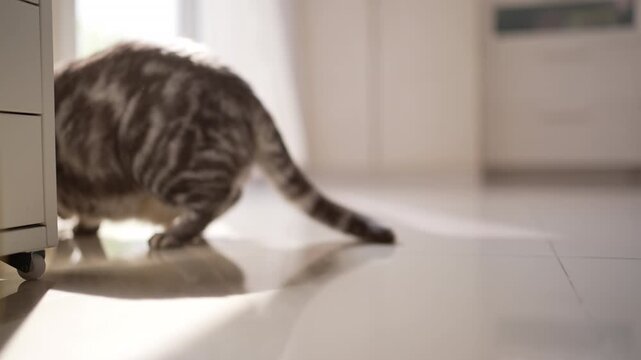 Handheld close-up of chubby grey cat sitting, then getting up and walking away to sit by large glass door, bright white living room, domestic cat behavior, 4K.