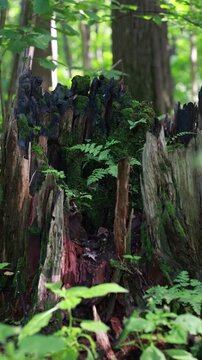 Old Decaying Tree Stump Covered With Green Moss And Small Ferns In Summer Forest. Vertical.