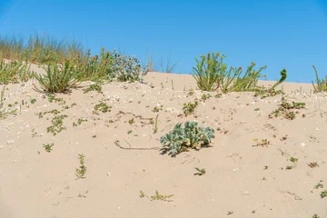 Acrylglasbilder Dünengras Küstenvegetation am sonnigen Strand  © PRILL Mediendesign