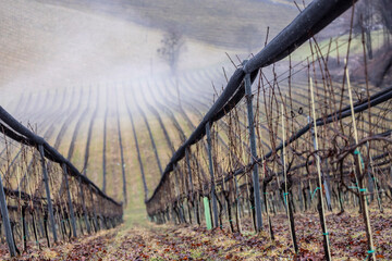 Ground fog in the southern Styrian wine country in winter