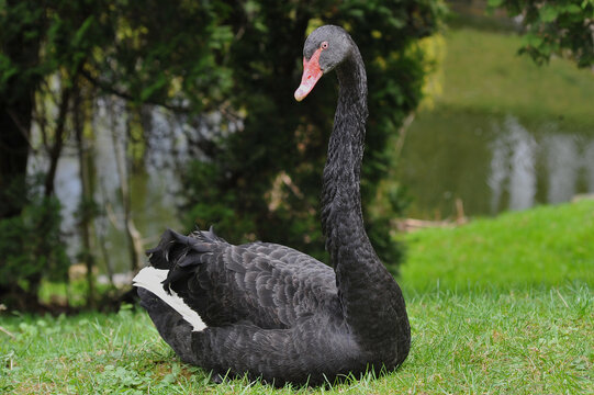 Elegant black swan (cygnus atratus ) resting on the grass near the pond. 