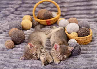 Two cute grey kittens sleeping together on a soft blanket with balls of yarn