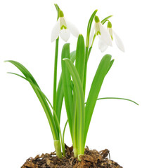 White snowdrop flowers with green leaves and soil isolated on white background