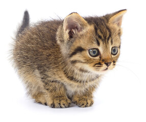 Small striped tabby kitten sitting on white background looking aside