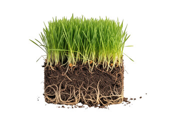 Soil block with green grass and roots isolated on transparent background for gardening and landscaping concepts