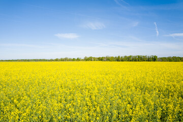 Obraz premium Expansive yellow rapeseed field in full bloom stretches toward a distant line of green trees near Dampierre en Burly. Bright sunlight and cloudless sky create a vivid, cheerful spring landscape.