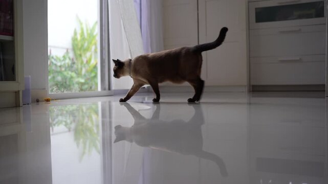Playful Siamese cat hunting yellow mouse toy in white living room, jumping and pouncing by glass door, blowing curtains and sunlight, cat running out of frame, 4K footage.