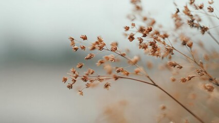 Obraz premium Close-up of dried grass seed heads on delicate stems against a soft, muted background. Concept Close-up grass seed heads, Delicate stems, Soft backdrop, Muted earthy palette, Textural natural detail