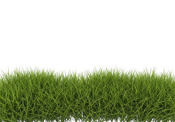 A long strip of green grass blades on a transparent background for design