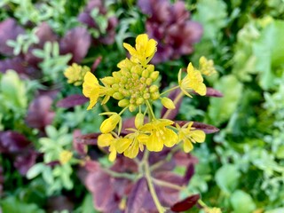 Yellow flowers blooming in a garden