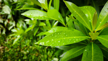 Close up of green leaves with water droplets after rain, showcasing nature's freshness and vibrant greenery