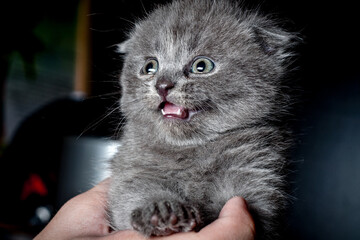 British kitten in human hands