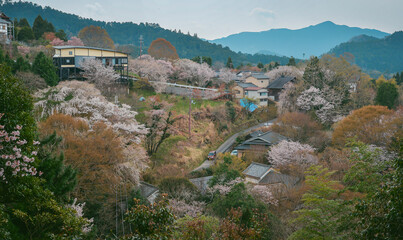 Obraz premium Cherry blossom season at Yoshinoyama National Park, Japan.