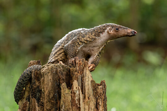 Sunda pangolin (Manis javanica) is native to Southeast Asia including Indonesia (Java, Sumatra, and Borneo).