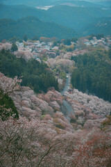 Obraz premium Cherry blossom season at Yoshinoyama National Park, Japan.