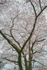 Cherry blossom season at Yoshinoyama National Park, Japan.