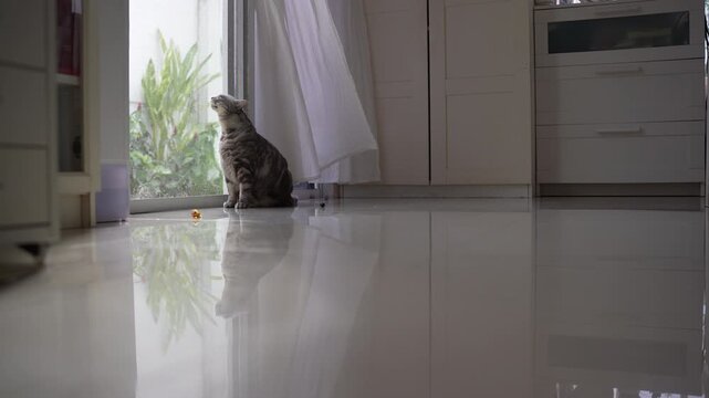 Chubby grey cat sitting by open sliding door, lifting head to sniff fresh breeze, enjoying air in bright white living room with blowing curtains, cozy peaceful atmosphere, 4K.