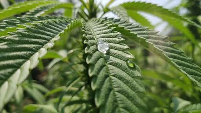 Close-up of a vibrant green cbis leaf glistening with water droplets in a natural outdoor setting, showcasing its