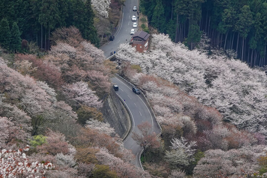 Cherry blossom season at Yoshinoyama National Park, Japan.