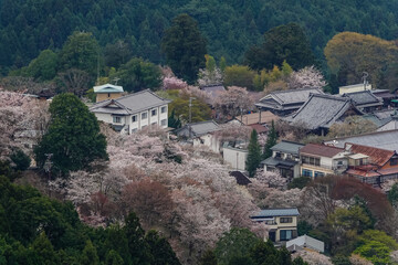 Obraz premium Cherry blossom season at Yoshinoyama National Park, Japan.