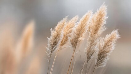 Fluffy beige pampas grass plumes in a soft, blurred background. Concept Pampas Grass Close-Up, Soft Focus Background, Neutral Beige Tones, Dreamy Natural Textures, Boho Floral Mood